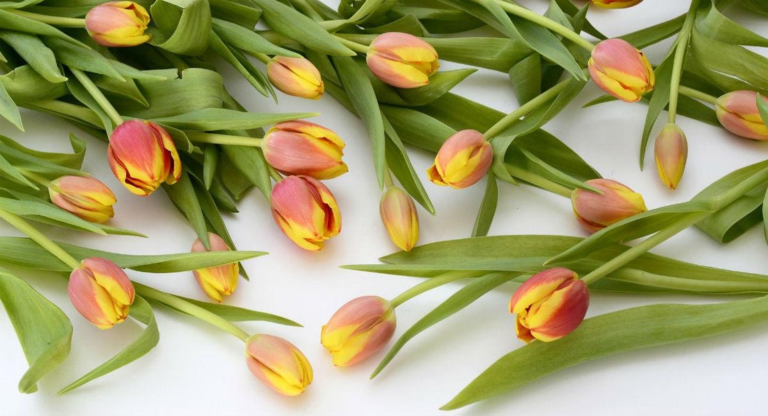 Bestil skÃ¸nne tulipaner hos Interflora